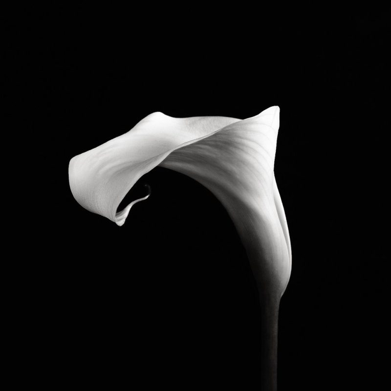 Calla-VI.jpg
