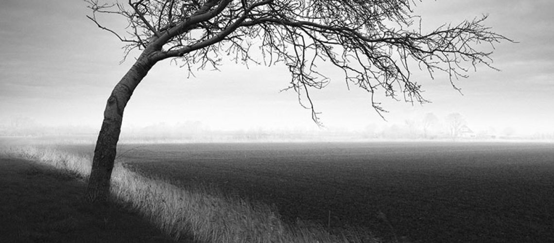 Tree-ft-min
