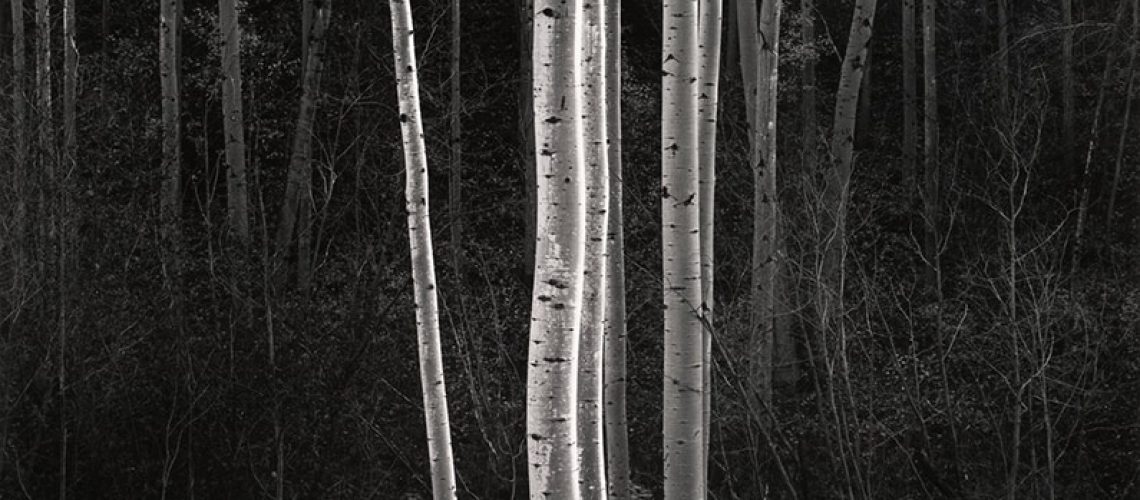 aspens ansel adams